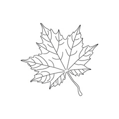continuous line drawing of vector illustration of different type of leaves.