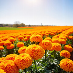 Vibrant marigolds blooming in sunny farm landscape, nature's beauty