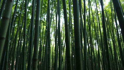Fototapeta premium tall bamboo tree with lots of green leaves