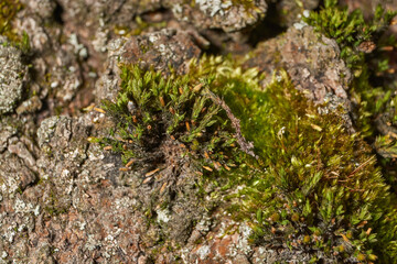 Moss grows on the trunk of an old rotting tree. Orthotrichum is a genus of moss–like mosses in the Orthotrichaceae family. It is distributed all over the world. Spring.