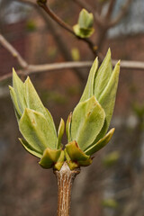 Lilac buds are blooming. Lilac buds (Latin Syringa vulgaris) in the rays of the spring sun. Spring.