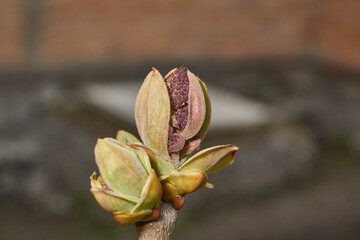 Lilac buds are blooming. Lilac buds (Latin Syringa vulgaris) in the rays of the spring sun. Spring.