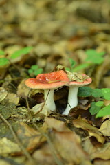 Vibrant red mushroom growing among leaves in a lush forest setting