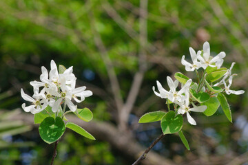 Blooming of Amelanchier ovalis commonly known as serviceberry shrub.