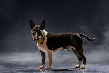 Bull Terrier stands on a glossy studio floor wearing a fashionable collar, capturing a moment of attentive alertness and poised elegance against a dark backdrop