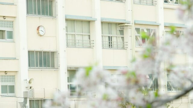 桜越しに見える学校の校舎。日本の春らしい風景