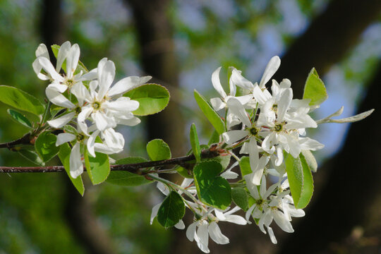 Blooming of Amelanchier ovalis commonly known as serviceberry shrub.