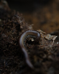 Macro Millipede