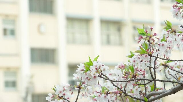 桜越しに見える学校の校舎。日本の春らしい風景