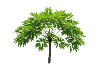Green schefflera plant against a plain studio setting