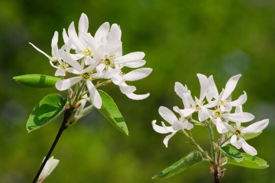 Blooming of Amelanchier ovalis commonly known as serviceberry shrub.