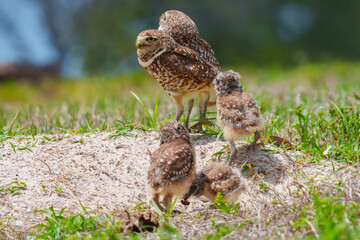 Burrowing Owls with their chicks at the den
