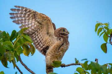 Burrowing Owl stretching it wings