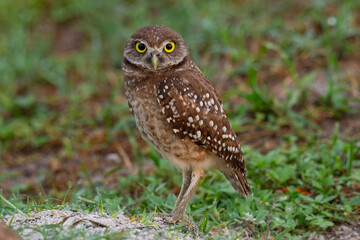Burrowing Owls by its den