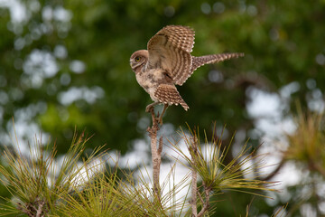 Burrowing Owl getting ready to fly