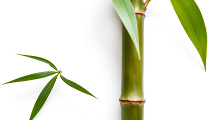 Obraz premium Bamboo shoot on white background