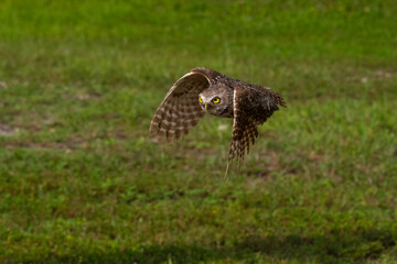 Burrowing Owl in  flight