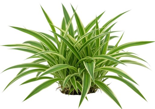Close up of a spider plant with green and white leaves