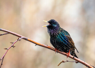 bright and beautiful male starling bird sitting on a branch in a spring garden and singing...