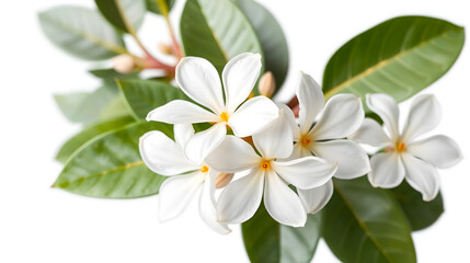 Fototapeta premium Jasmine flowers isolated on white background