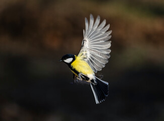 bird tit flies with spread wings in sunny spring garden