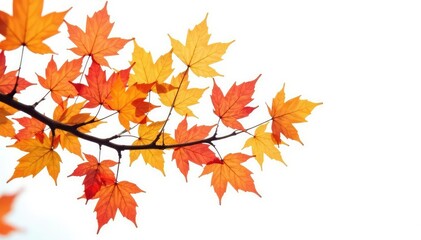 Fototapeta premium Leafy branches with autumn colors isolated on white background, white background, branch, fall foliage