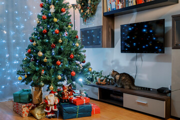 Tabby cat sits on a low locker near the Christmas tree