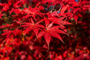 Close-up of vibrant Japanese maple leaves in autumn, showcasing rich red hues, perfect for fall-themed designs and nature backgrounds. © Zsuzsanna