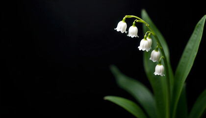 Obraz premium Realism stock photo of an isolated lily of the valley against a dark background in a studio setting 
