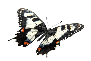 Naklejka premium A striking butterfly with white and black patterned wings punctuated by small orange accents on its tips