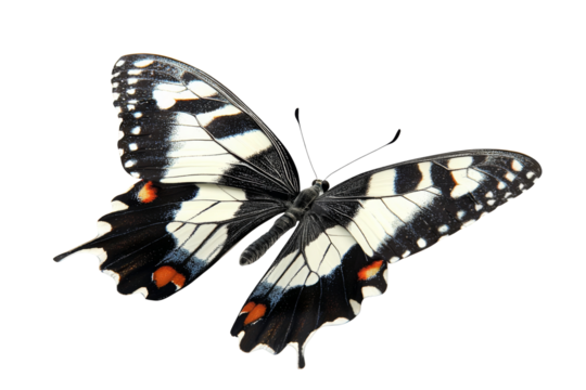 A striking butterfly with white and black patterned wings punctuated by small orange accents on its tips