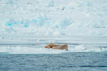 Fototapeta premium Sleeping Walruses 