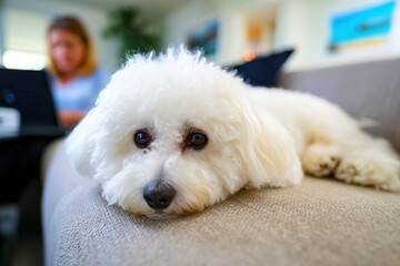 Cozy white dog lounging on a sofa with a person blurred in the background.