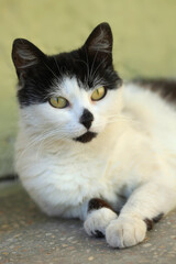 Portrait of cute street cat