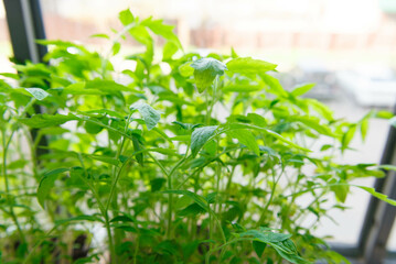 Young green tomato seedlings at home on the window.
