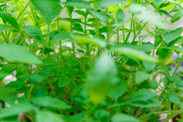 Young green tomato seedlings at home on the window.