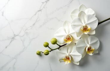 White orchid phalaenopsis flowers on marble background. Botanical illustration, generative AI artwork. Elegant floral design, perfect for various projects. Fresh flower blossom, beauty, nature.