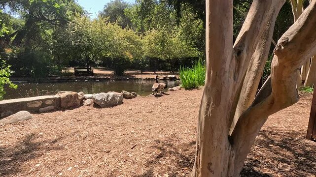 footage of a gorgeous spring landscape with a pond, lush green trees and flowers at Descanso Gardens La Ca&ntilde;ada Flintridge California USA