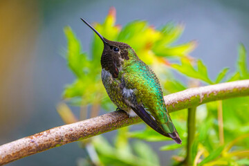 Anna's Hummingbird (Calypte anna)