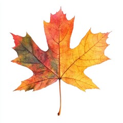 Obraz premium Vibrant autumn maple leaf (3)