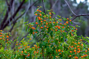 A Honeysuckle bush (Lonicera tatarica) with bright orange berries, growing in a wild habitat in the...