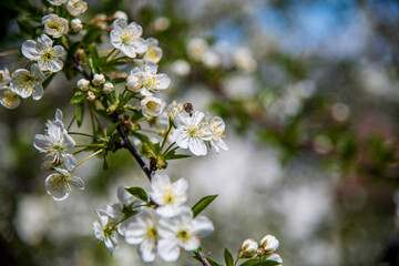 Cherry blossom in the yard, spring theme.