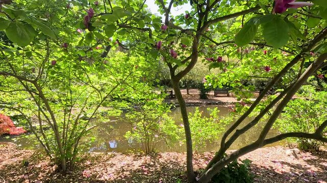 footage of a gorgeous spring landscape with a pond, lush green trees and flowers at Descanso Gardens La Ca&ntilde;ada Flintridge California USA
