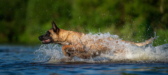 Belgian Malinois Running Through Water Creating Big Splash in Nature