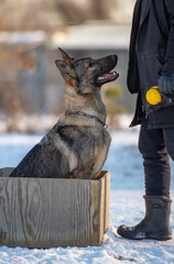 German Shepherd in Training Box Looking at Trainer Outdoors in Winter