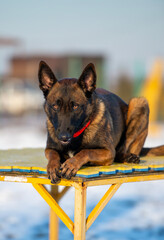 Alert Belgian Malinois Lying on Training Platform Outdoors