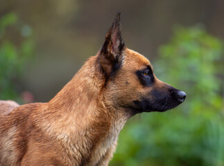 Close-Up Profile of Alert Belgian Malinois in Nature