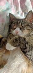 Cute sleeping domestic cat sleeps sweetly on owner's bed