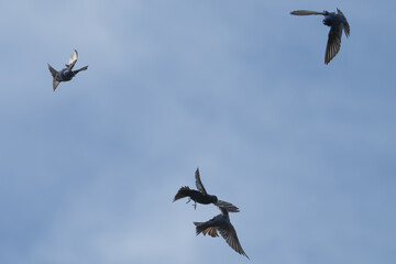Purple martins in flight against an overcast sky.