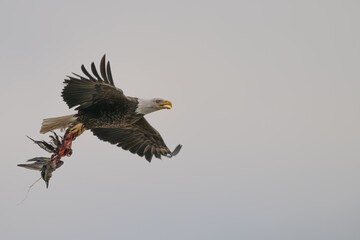 Bald eagle in flight carrying a carcass in its talons.